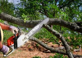 Best Commercial Tree Services  in Aragon, GA