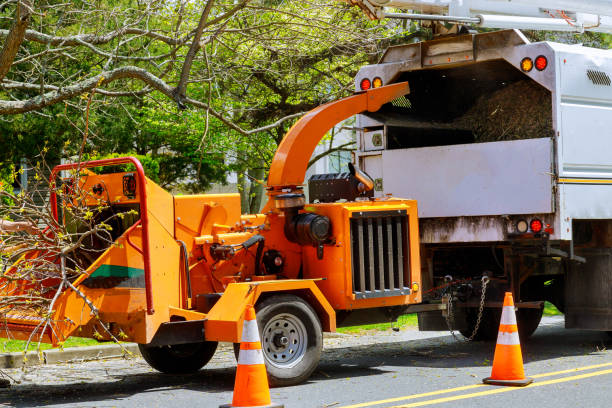 Best Tree Removal  in Aragon, GA