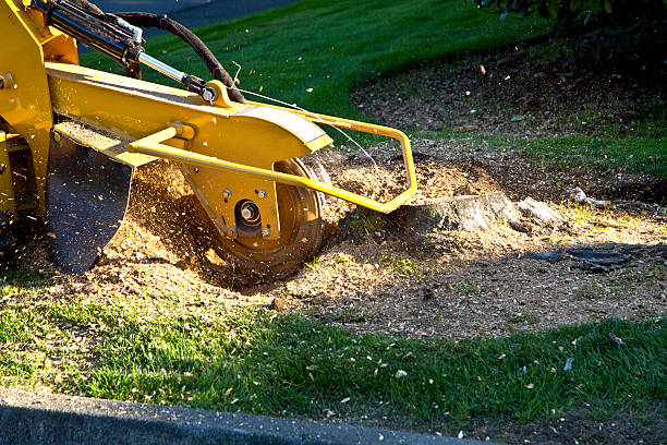 Best Hedge Trimming  in Aragon, GA